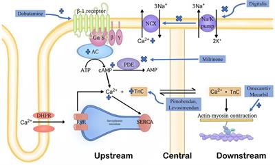 Omecamtiv Mecarbil in the treatment of heart failure: the past, the present, and the future